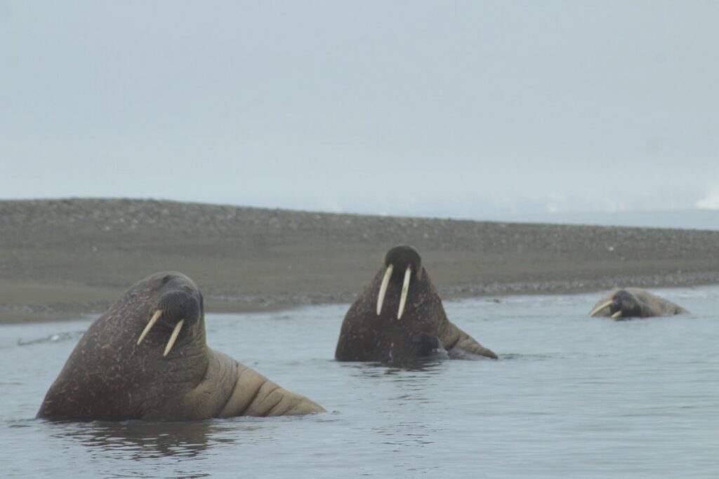 Morsy wynurzające się przy brzegu na Svalbardzie podczas rejsu w Arktykę