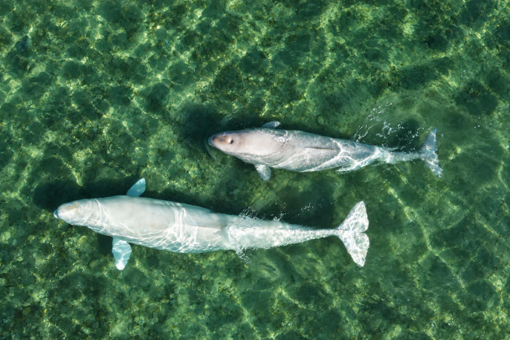 Stado białuch widziane z góry w płytkiej zielonej wodzie Coningham Bay