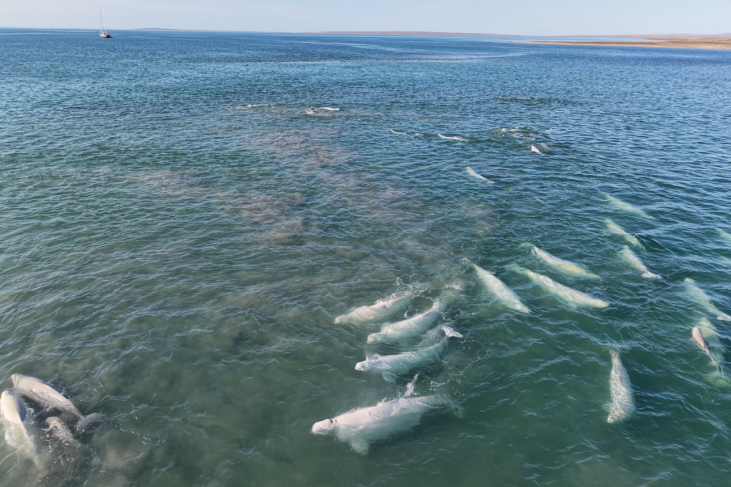 Białuchy arktyczne na płyciznach Coningham Bay z jachtem Ocean A w tle