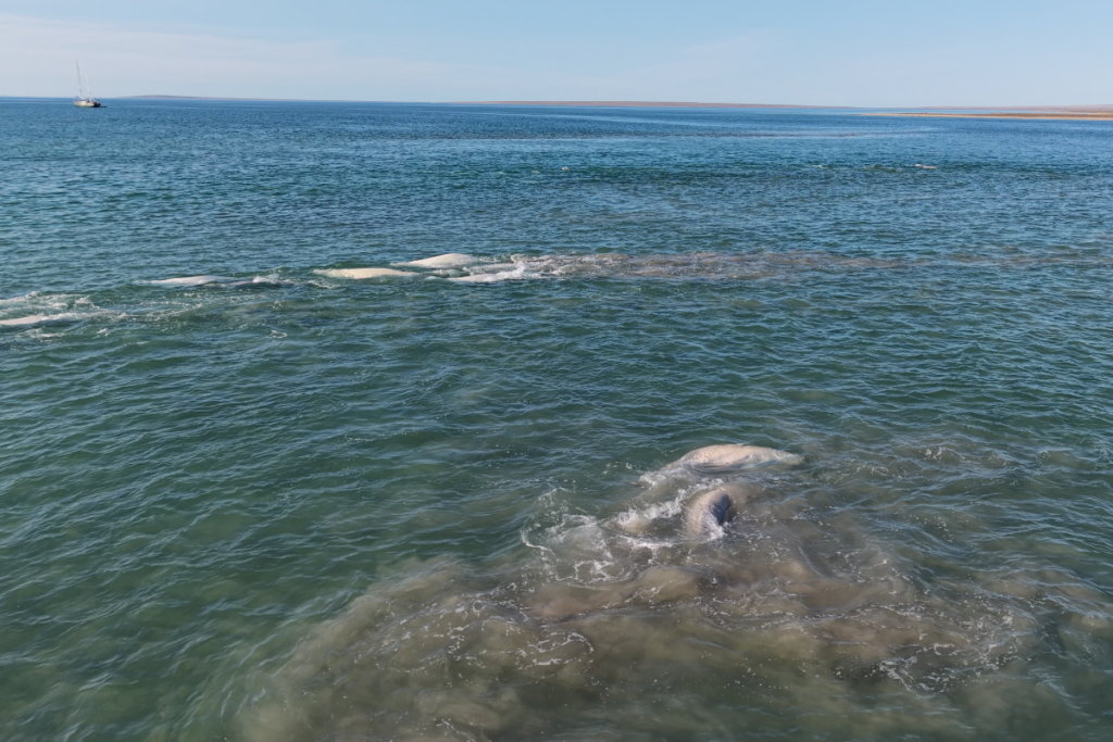 Białuchy arktyczne na płytkiej wodzie w Coningham Bay w Nunavut
