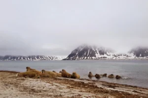 Rejs po Svalbardzie – jacht wśród lodu i gór.
