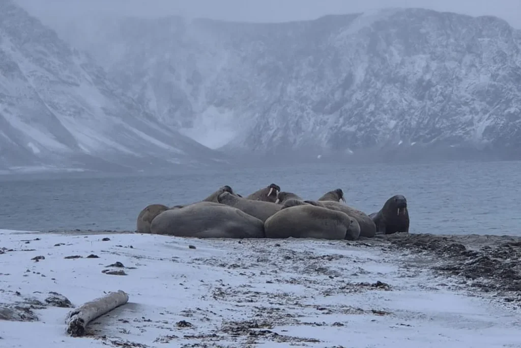Stado morsów leżące na śnieżnej plaży w rejonie Smeerenburga, Svalbard