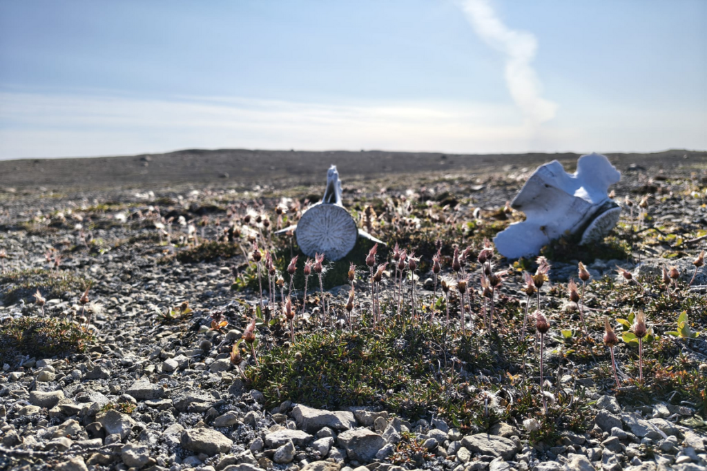 Kości wieloryba na brzegu Coningham Bay w Nunavut