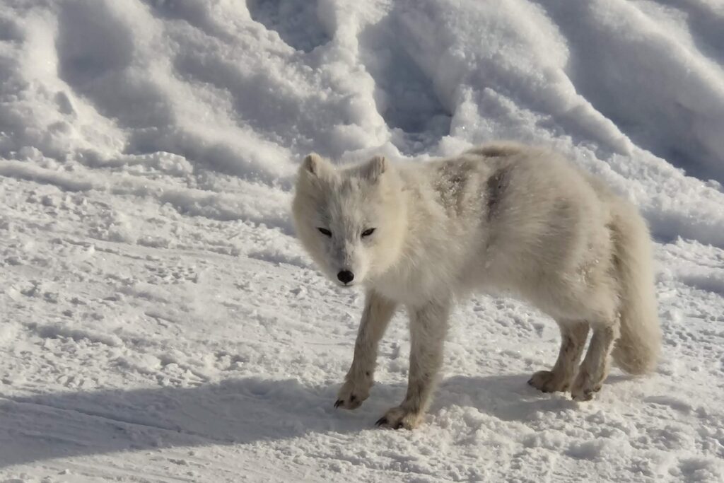 lis polarny na tle śnieżnych zasp na Svalbardzie