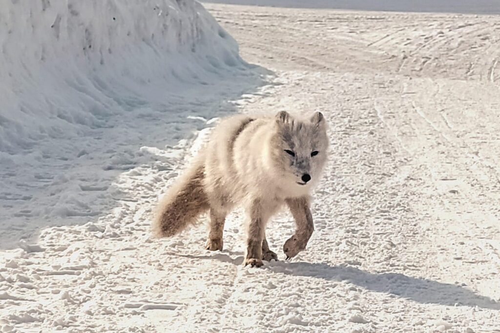 lis polarny zimą na Svalbardzie idący po śniegu