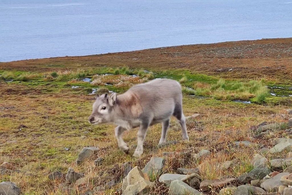 Młody renifer na tle tundry w Longyearbyen, Svalbard