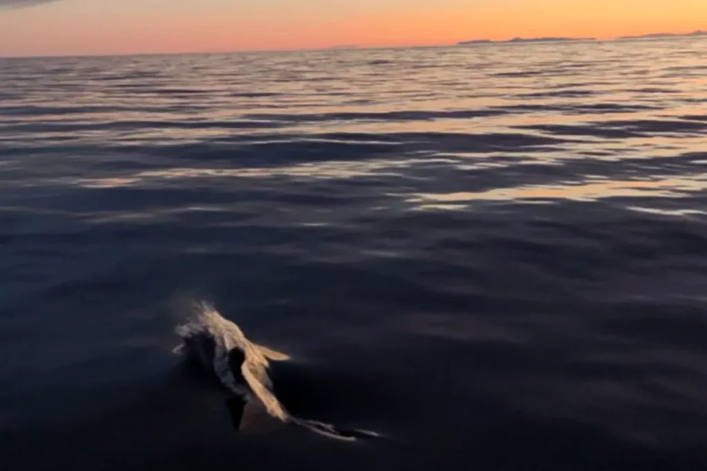delfin wyskakujący z wody podczas rejsu w Arktykę