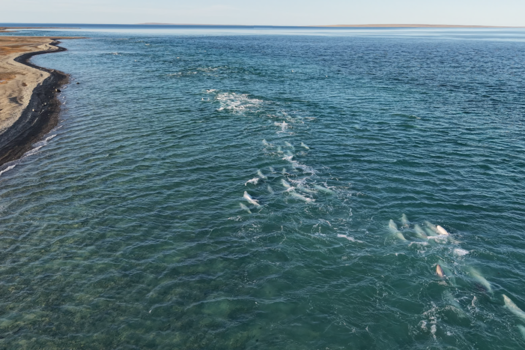 Stado białuch arktycznych w płytkich wodach Coningham Bay w Nunavut