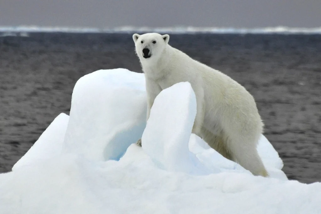 Klasyczny rejs w Arktyce – jacht i niedźwiedź polarny.